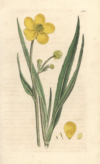 Great spearwort, Ranunculus lingua Odręczny miedzioryt według ilustracji Jamesa Sowerby