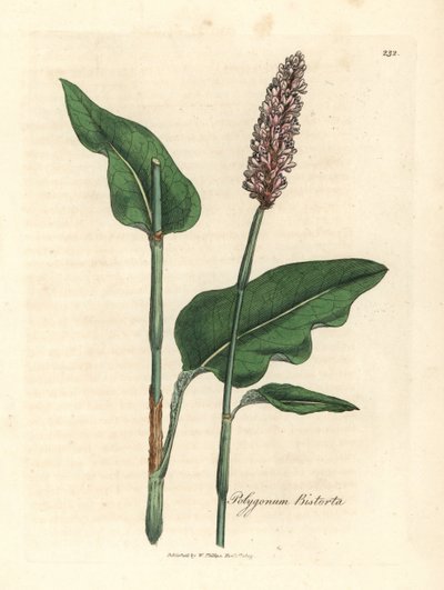 Bistort większy, Polygonum bistorta autorstwa James Sowerby