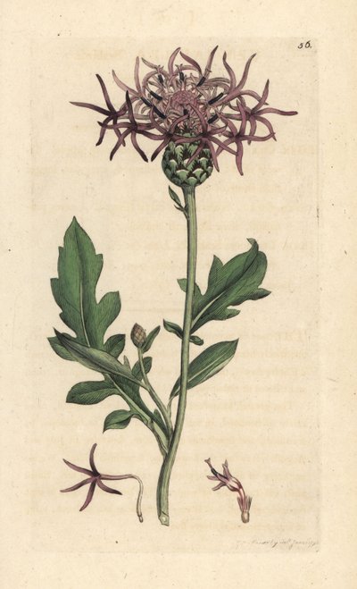 Knapweed większy, Centaurea scabiosa (Centauree scabieuse) Ręcznie kolorowany miedzioryt według ilustracji Jamesa Sowerby