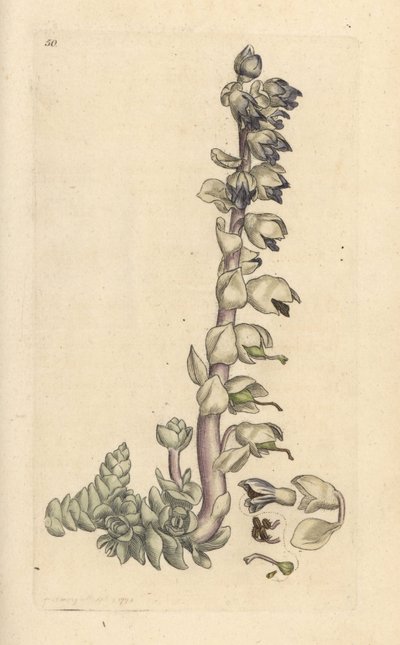 Ząb pospolity, Lathraea squamaria (Grande cardamine) Miedzioryt ręcznie barwiony według ilustracji Jamesa Sowerby