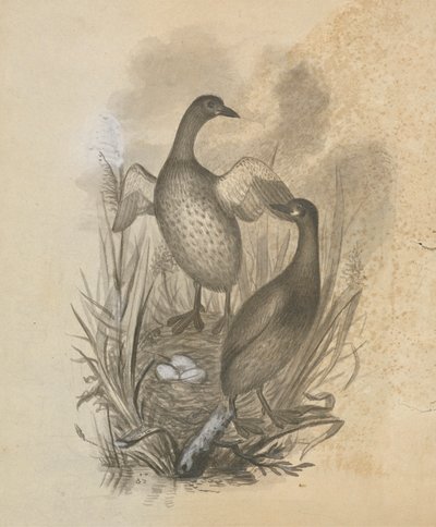 Perkozy autorstwa James Sowerby