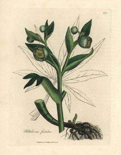 Ciemiernik cuchnący o zielonych kwiatach lub stopa niedźwiedzia, Helleborus foetidus autorstwa James Sowerby