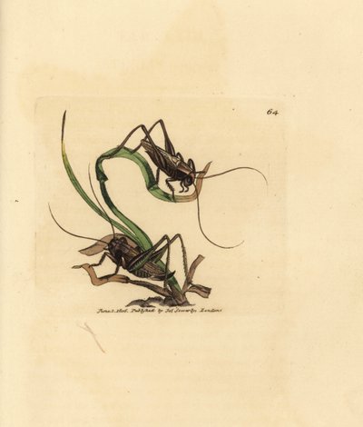 Szary krzak krykieta, Platycleis grisea (szara szarańcza, szarańcza grisea). Miedzioryt ręcznie barwiony autorstwa Jamesa Sowerby