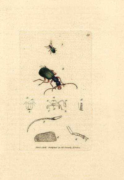 Chrząszcz biegacz, Drypta dentata (karabus złotousty, Carabus chrysostomos). Miedzioryt ręcznie barwiony autorstwa Jamesa Sowerby