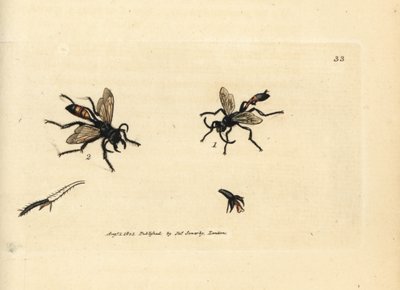 Osa piaskowa włochata, Podalonia hirsuta (Ammophila hirsuta). Ręcznie kolorowany miedzioryt autorstwa Jamesa Sowerby