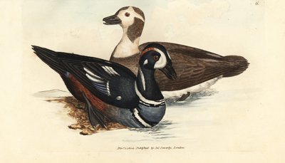 Kaczka arlekin, Histrionicus histrionicus (Anas histrionica). Mężczyzna i kobieta. Miedzioryt ręcznie barwiony autorstwa Jamesa Sowerby