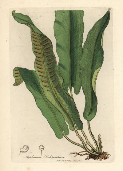 Paproć jelenia , Asplenium scolopendrium autorstwa James Sowerby