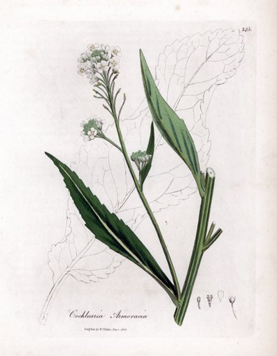 Chrzan lub żurawina - Chrzan, Armoracia rusticana. Ręcznie kolorowany miedzioryt z ilustracji botanicznej autorstwa Jamesa Sowerby