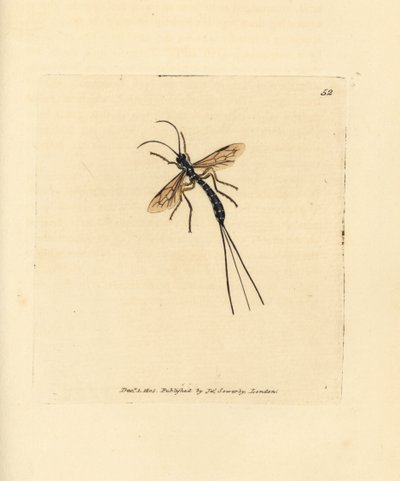 Mucha Ichneumon, Rhyssa persuasoria (Ichneumon persuasorius). Miedzioryt ręcznie barwiony autorstwa Jamesa Sowerby