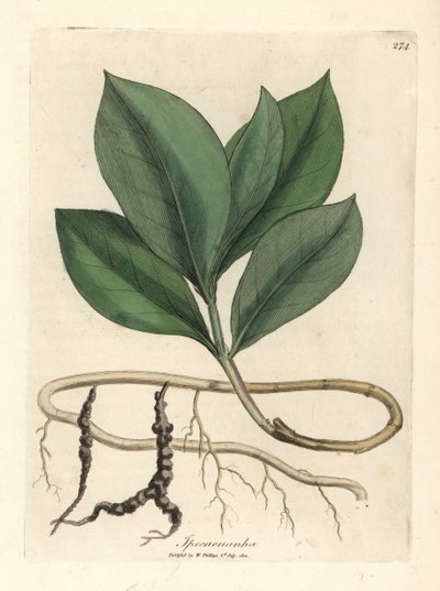 Ipekakuan, Ipekakuanha autorstwa James Sowerby
