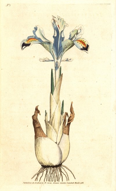 polish autorstwa James Sowerby