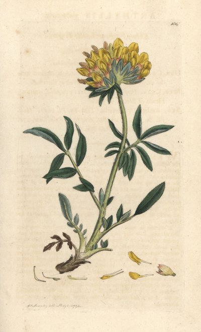 polish autorstwa James Sowerby