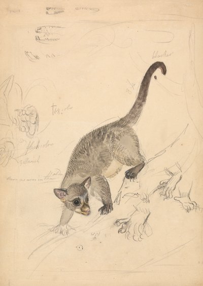Kinkajoupolish autorstwa James Sowerby