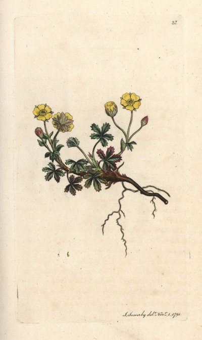 Potentilla wielkokwiatowa, Potentilla grandiflora (Spring pięciornik, Potentilla verna) (pięciornik) Ręcznie kolorowany miedzioryt według ilustracji Jamesa Sowerby