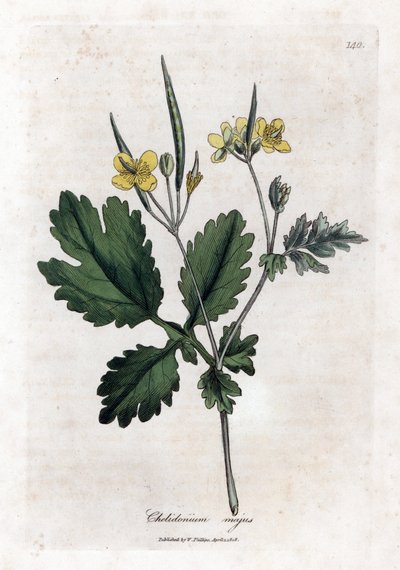 Duża chelidoina lub duże światło - Glistnik większy, Chelidonium majus. Ręcznie kolorowany miedzioryt z ilustracji botanicznej autorstwa Jamesa Sowerby
