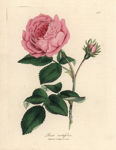 Duża różowa stulistna róża, Rosa centifolia autorstwa James Sowerby