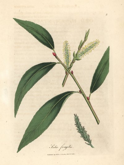 Liście i bazie wierzby pękającej, Salix fragilis autorstwa James Sowerby