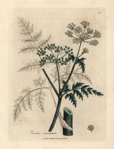 Liście i kwiaty cykuty, Conium maculatum autorstwa James Sowerby
