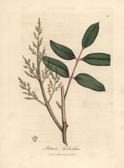 Liście i kwiaty drzewa chian lub terpentyny cypryjskiej, Pistacia terebinthus autorstwa James Sowerby