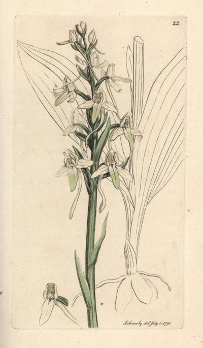 polish autorstwa James Sowerby