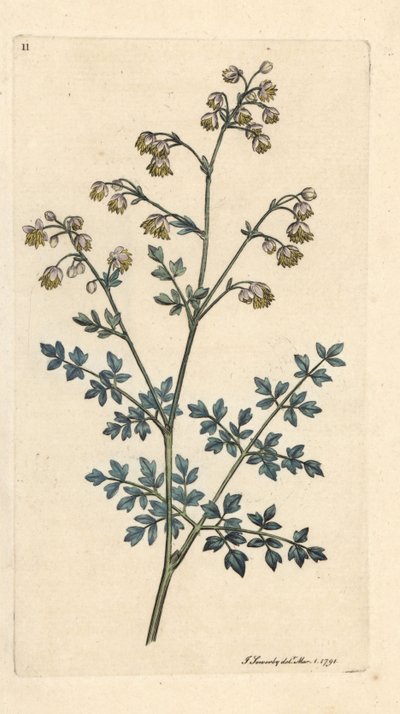 Mała łąka, Thalictrum minus. Miedzioryt ręcznie kolorowany według ilustracji autorstwa Jamesa Sowerby