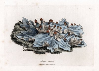 Lichen variete - Popielato mielony wątrobowiec, Lichen caninus. Ręcznie kolorowany miedzioryt z ilustracji botanicznej autorstwa Jamesa Sowerby