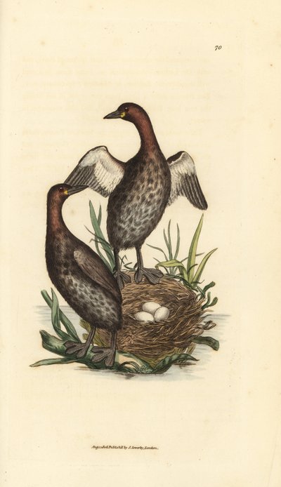 Perkoz mały, Tachybaptus ruficollis (Mały perkoz czarnobrody, Colymbus hebridicus?). Para na gnieździe z trzema jajkami. Miedzioryt ręcznie barwiony autorstwa Jamesa Sowerby