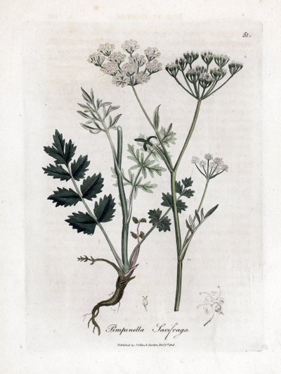 Locage skalnica - Burnet skalnica, Pimpinella saxifraga. Ręcznie kolorowany miedzioryt z ilustracji botanicznej autorstwa Jamesa Sowerby