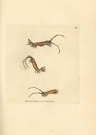 Równonog z długim rogiem, Astacilla longicornis (Oniscus longicornis). Miedzioryt ręcznie barwiony autorstwa Jamesa Sowerby