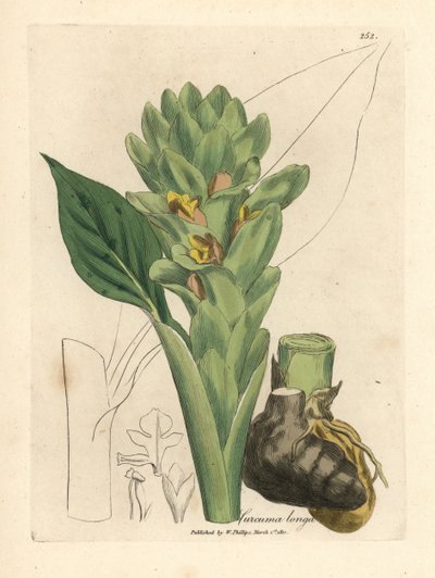 Kurkuma o długich korzeniach, Curcuma longa autorstwa James Sowerby