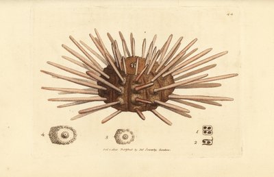 Jeżowiec morski o długim grzbiecie, Cidaris cidaris (Echinus cidaris). Miedzioryt ręcznie barwiony autorstwa Jamesa Sowerby