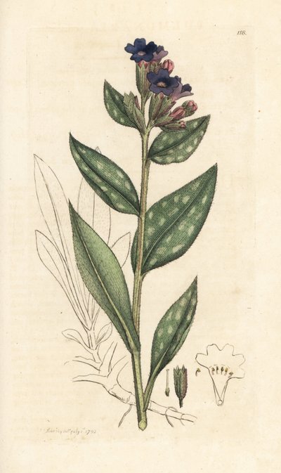 Miedzioryt, Pulmonaria officinalis (płucny) Miedzioryt ręcznie kolorowany według ilustracji Jamesa Sowerby