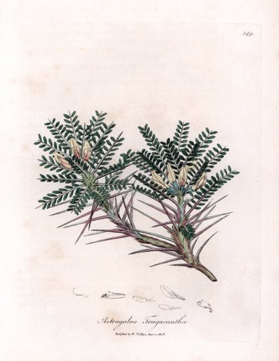 Marseille Astragalus lub poduszka matki - Wyka mleczna koziego ciernia, Astragalus tragacantha. Ręcznie kolorowany miedzioryt z ilustracji botanicznej Jamesa Sowerby