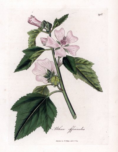 Marshmallow officinale lub dzikie lub białe fioletowe prawoślaz lekarski, Althaea officinalis. Ręcznie kolorowany miedzioryt z ilustracji botanicznej autorstwa Jamesa Sowerby