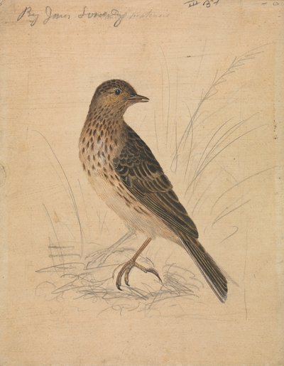 Wróbel Łąkowy autorstwa James Sowerby