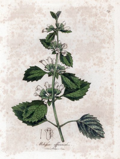 Melisse officinale lub melisse lemongrass - Melisa lekarska, Melissa officinalis. Ręcznie kolorowany miedzioryt z ilustracji botanicznej autorstwa Jamesa Sowerby