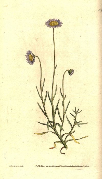 Mignonette Aster - Felicia tenella (Áster de folhas vivas, Aster tenellus). Gravura em placa de cobre colorida à mão e ilustração botânica de James Sowerby da William Curtis
