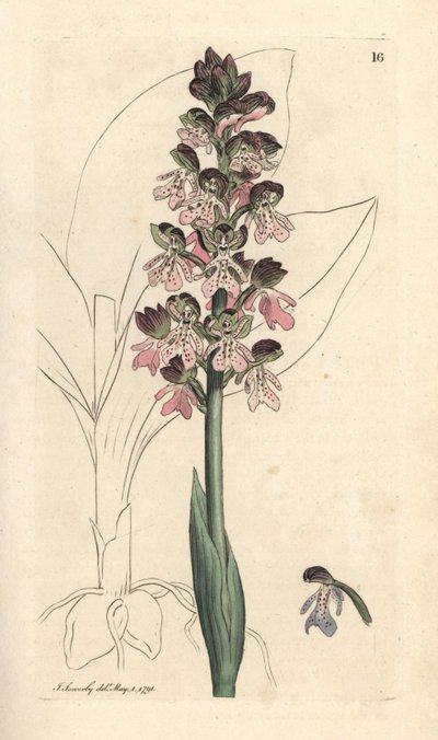 Orchis militar, Orchis militaris (Orchis warrior) Gravura em placa de cobre colorida à mão após uma ilustração de James Sowerby de James Smith