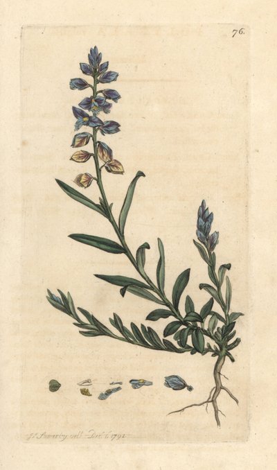 Milkwort, Polygala vulgaris Odręczny miedzioryt według ilustracji Jamesa Sowerby
