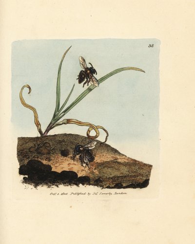 Pszczoła górnicza, Andrena nigroaenea (Melitta nigro-aenea). Ręcznie kolorowany miedzioryt autorstwa Jamesa Sowerby