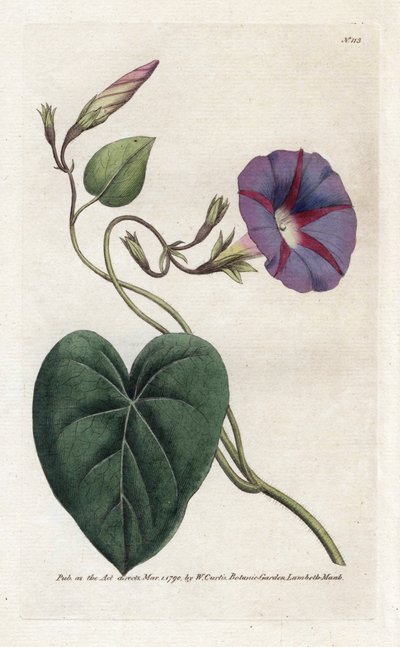Morning Glory lub Ipomee - litografia Jamesa Sowerby