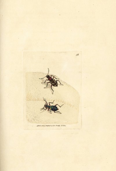 Północny chrząszcz tygrysi wydmowy, Cicindela hybrida. Miedzioryt ręcznie barwiony autorstwa Jamesa Sowerby