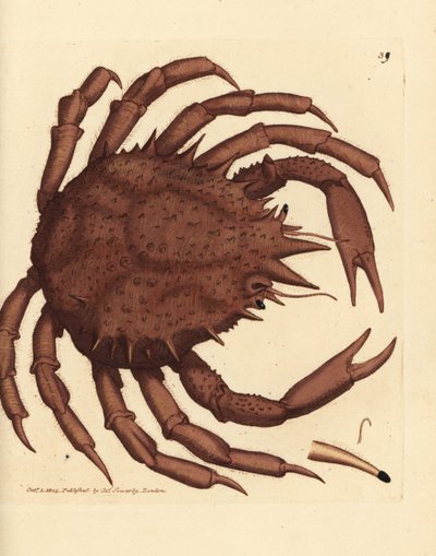 Norweski krab królewski lub północny krab kamienny, Lithodes maja. Miedzioryt ręcznie barwiony autorstwa Jamesa Sowerby