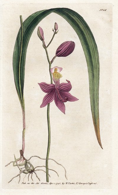 Orquídea: calopogon tuberus - Litografia de James Sowerby (1757-1822), da William Curtis