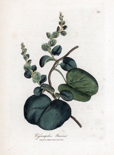 Pareira brava cissampelos, cissampelos pareira pareira. Ręcznie kolorowany miedzioryt z ilustracji botanicznej autorstwa Jamesa Sowerby