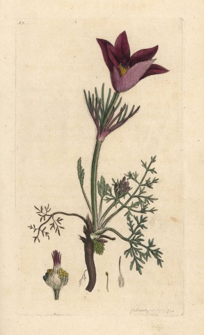 Pasqueflower, Anemone pulsatilla (pulsatille) Odręczny miedzioryt według ilustracji Jamesa Sowerby