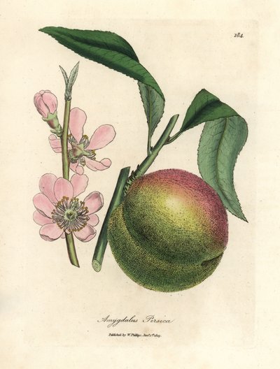 Brzoskwinia z dojrzałymi owocami i różowym kwiatem, Amygdalus persica autorstwa James Sowerby