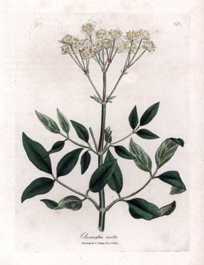 Powojnik wieloletni - altana wyprostowana, Clematis recta. Ręcznie kolorowany miedzioryt z ilustracji botanicznej autorstwa Jamesa Sowerby