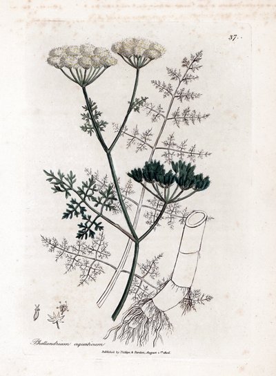 Phellandrium aquatium - Cykuta wodna drobnolistna, Phellandrium aquatium. Ręcznie kolorowany miedzioryt z ilustracji botanicznej autorstwa Jamesa Sowerby