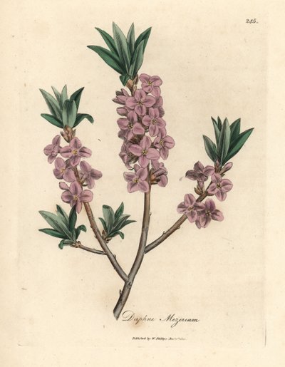 Mezereon o różowych kwiatach, Daphne mezereum autorstwa James Sowerby